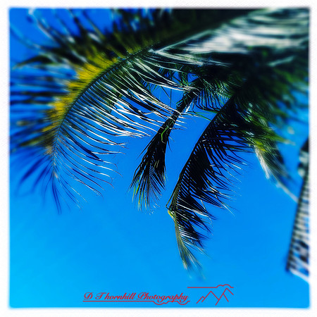 florida-2014-iphone-nature-041