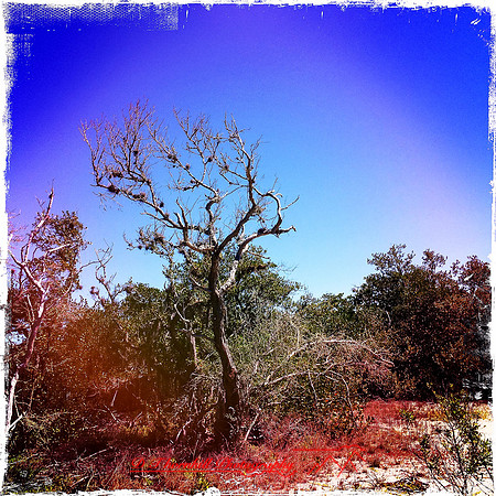 florida-2014-iphone-nature-043