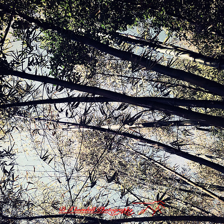 florida-2014-iphone-nature-053