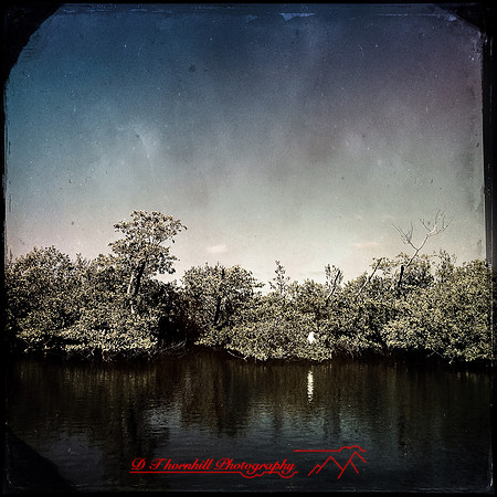 florida-2014-iphone-nature-026