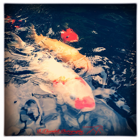 florida-2014-iphone-nature-021