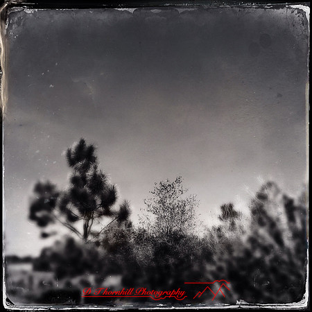 florida-2014-iphone-nature-028