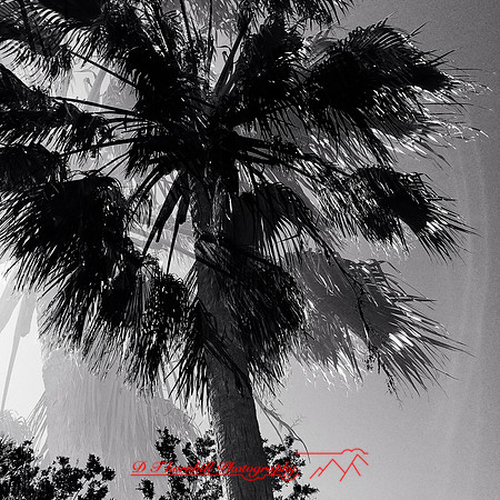 florida-2014-iphone-nature-045