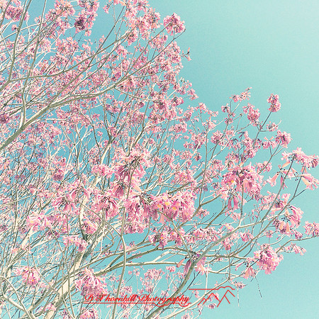 florida-2014-iphone-nature-046