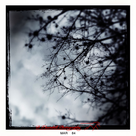 florida-2014-iphone-nature-011
