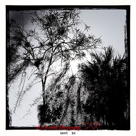 florida-2014-iphone-nature-051