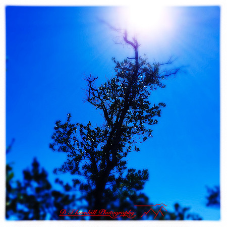 florida-2014-iphone-nature-036