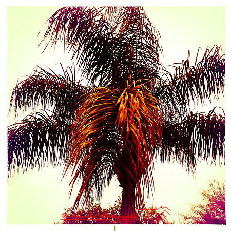 florida-2014-iphone-nature-025