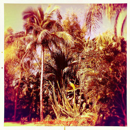 florida-2014-iphone-nature-050