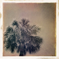 florida-2014-iphone-nature-002