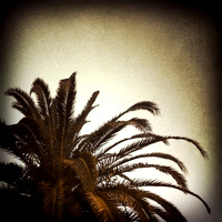 florida-2014-iphone-nature-006