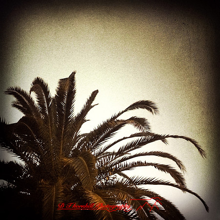 florida-2014-iphone-nature-006