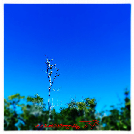 florida-2014-iphone-nature-034