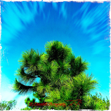 florida-2014-iphone-nature-027