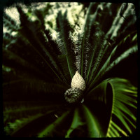 florida-2014-iphone-nature-019