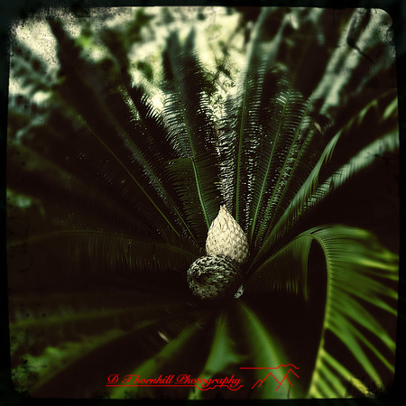 florida-2014-iphone-nature-019