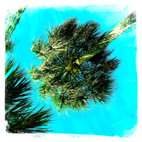 florida-2014-iphone-nature-004