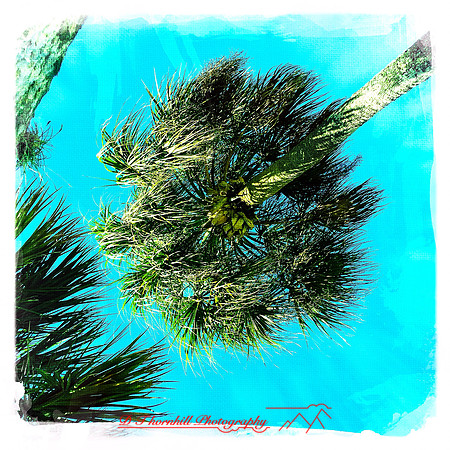 florida-2014-iphone-nature-004