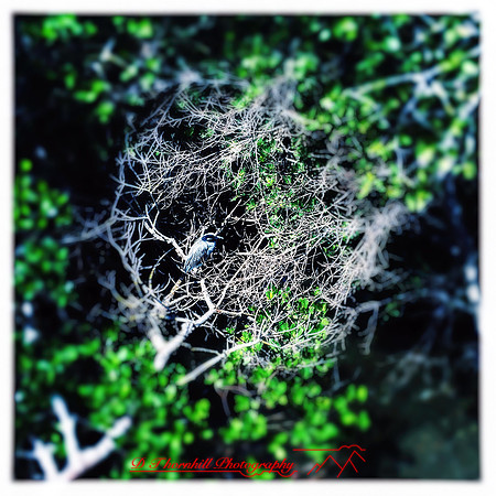florida-2014-iphone-nature-038-nas