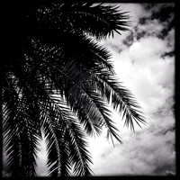florida-2014-iphone-nature-016
