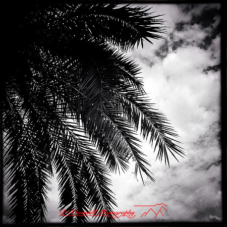 florida-2014-iphone-nature-016