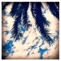 florida-2014-iphone-nature-018