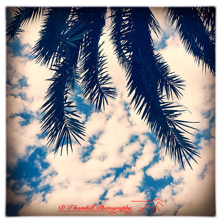 florida-2014-iphone-nature-018