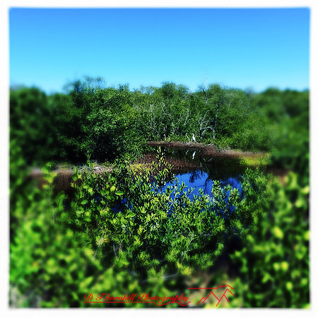 florida-2014-iphone-nature-033