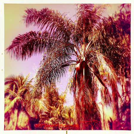 florida-2014-iphone-nature-049