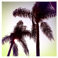 florida-march-2015-iphone-palm_trees-009