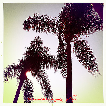 florida-march-2015-iphone-palm_trees-009