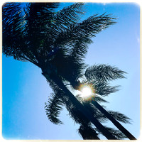 florida-march-2015-iphone-palm_trees-010