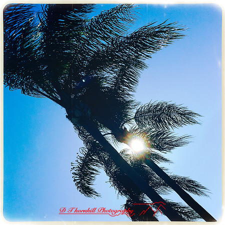 florida-march-2015-iphone-palm_trees-010