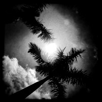 florida-march-2015-iphone-palm_trees-004