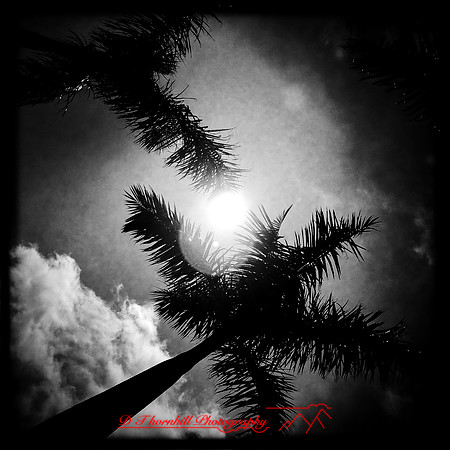 florida-march-2015-iphone-palm_trees-004