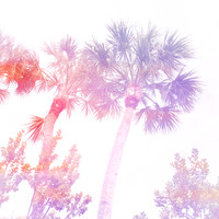 florida-march-2015-iphone-palm_trees-002