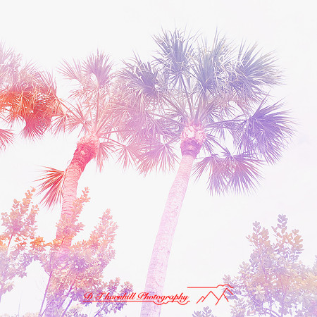 florida-march-2015-iphone-palm_trees-002