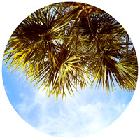 florida-march-2015-iphone-palm_trees-007
