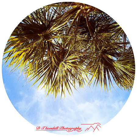 florida-march-2015-iphone-palm_trees-007