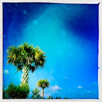 florida-march-2015-iphone-palm_trees-003