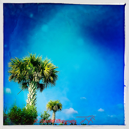 florida-march-2015-iphone-palm_trees-003