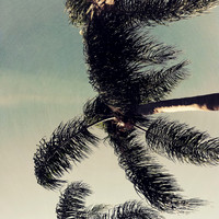 florida-march-2015-iphone-palm_trees-008
