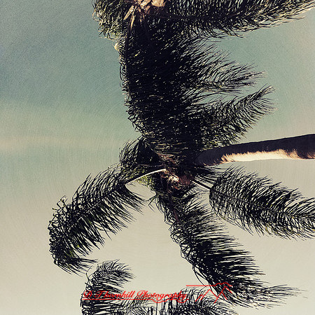florida-march-2015-iphone-palm_trees-008