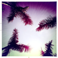 florida-march-2015-iphone-palm_trees-006