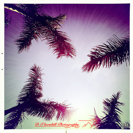 florida-march-2015-iphone-palm_trees-006