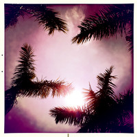 florida-march-2015-iphone-palm_trees-005