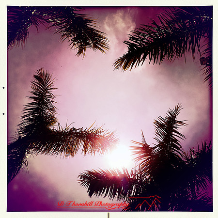 florida-march-2015-iphone-palm_trees-005