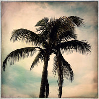 florida-march-2015-iphone-palm_trees-001