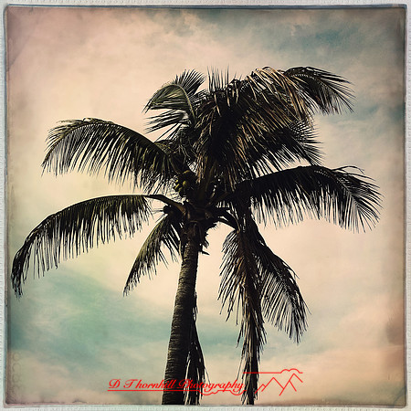 florida-march-2015-iphone-palm_trees-001