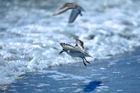 florida-2009-wildlife_03.jpg